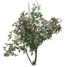 成都具有哪些代表性的树木或者花卉?